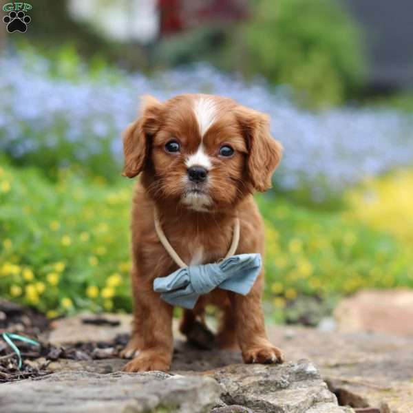 Mr. Bentley, Cavalier King Charles Spaniel Puppy